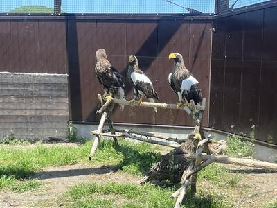 治療中のオオワシたち
