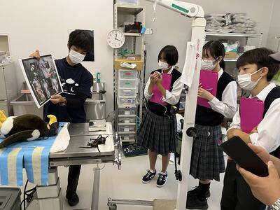 猛禽類医学研究所の手術治療室にて